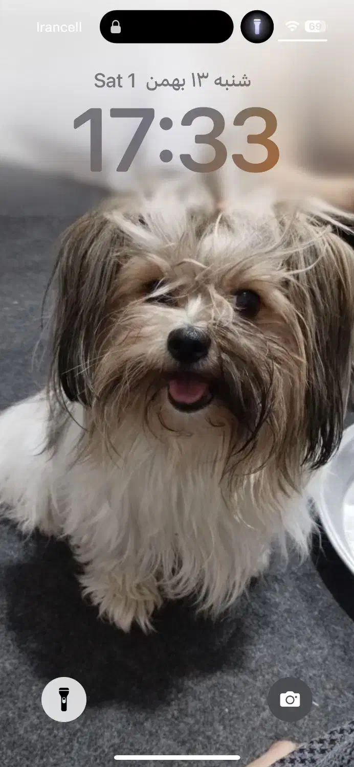 گمشده|حیوانات|بندر ماهشهر, |دیوار