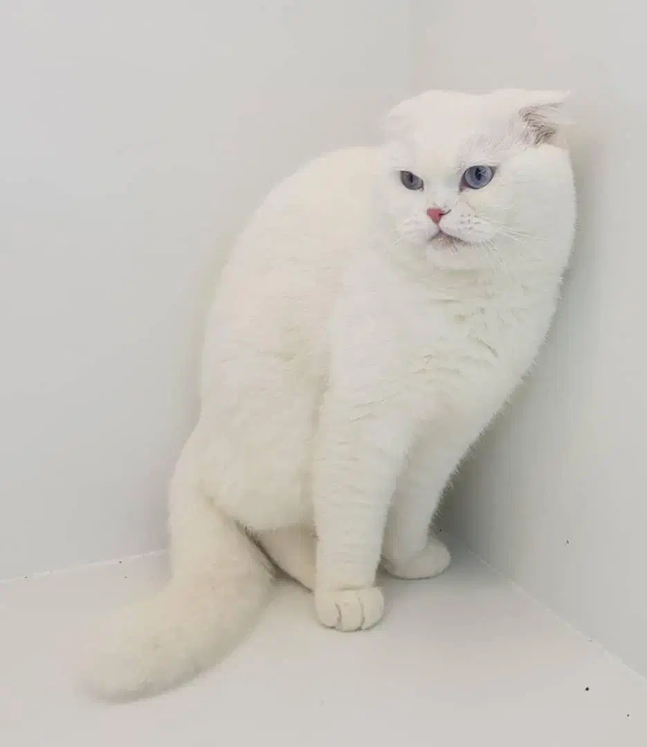 گربه|گربه|آبادان, |دیوار