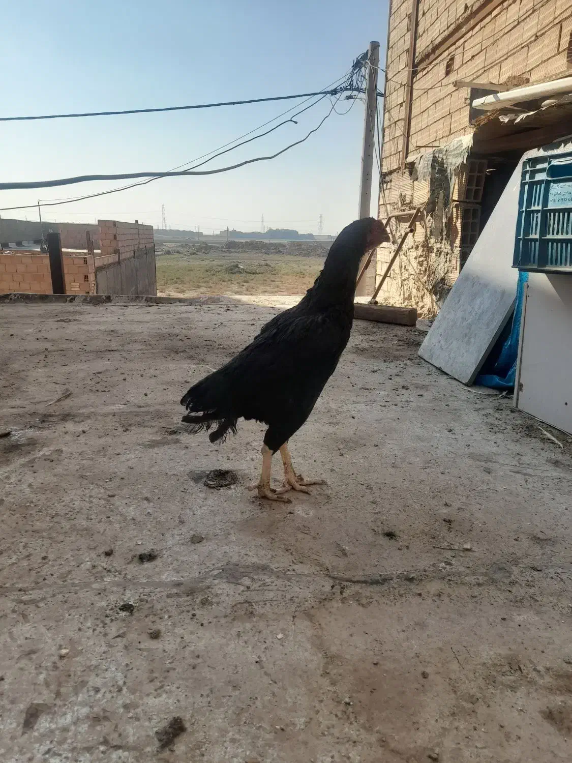 مرغ لاری|حیوانات مزرعه|پاکدشت, پاکدشت (مامازند)|دیوار