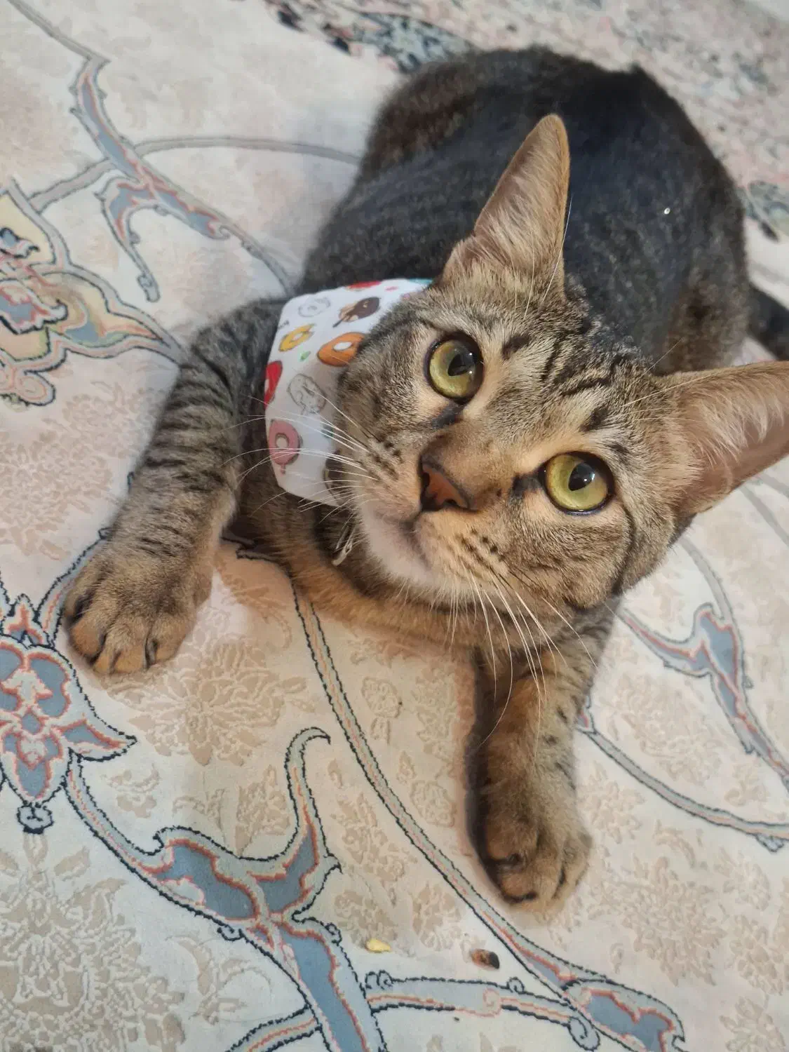 گربه خانگی، نر عقیم شده|گربه|بوشهر, |دیوار