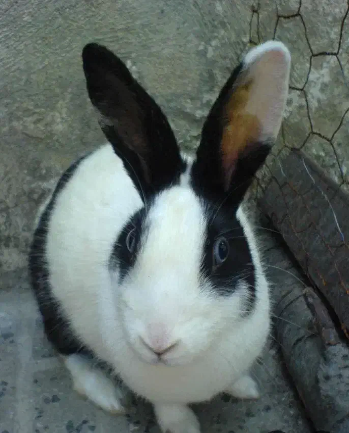 دوعدد خرگوش باهوش پشمالو تپلو|موش و خرگوش|ایذه, |دیوار