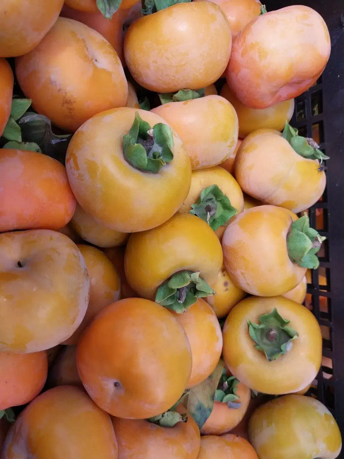 خرید خرمالو سر درختی|خدمات باغبانی و درختکاری|نکا, |دیوار