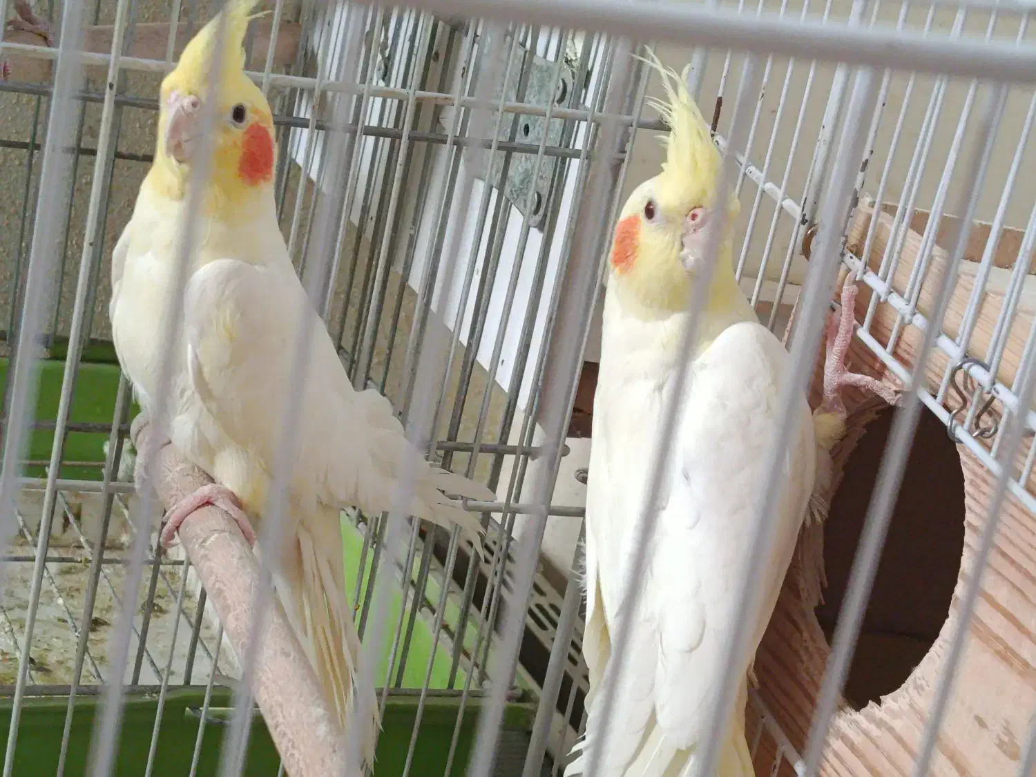 جفت عروس هلندی فوق مولد به شرط با ضمانت ۴تا جوجه|پرنده|شیراز, شهرک صدا و سیما|دیوار