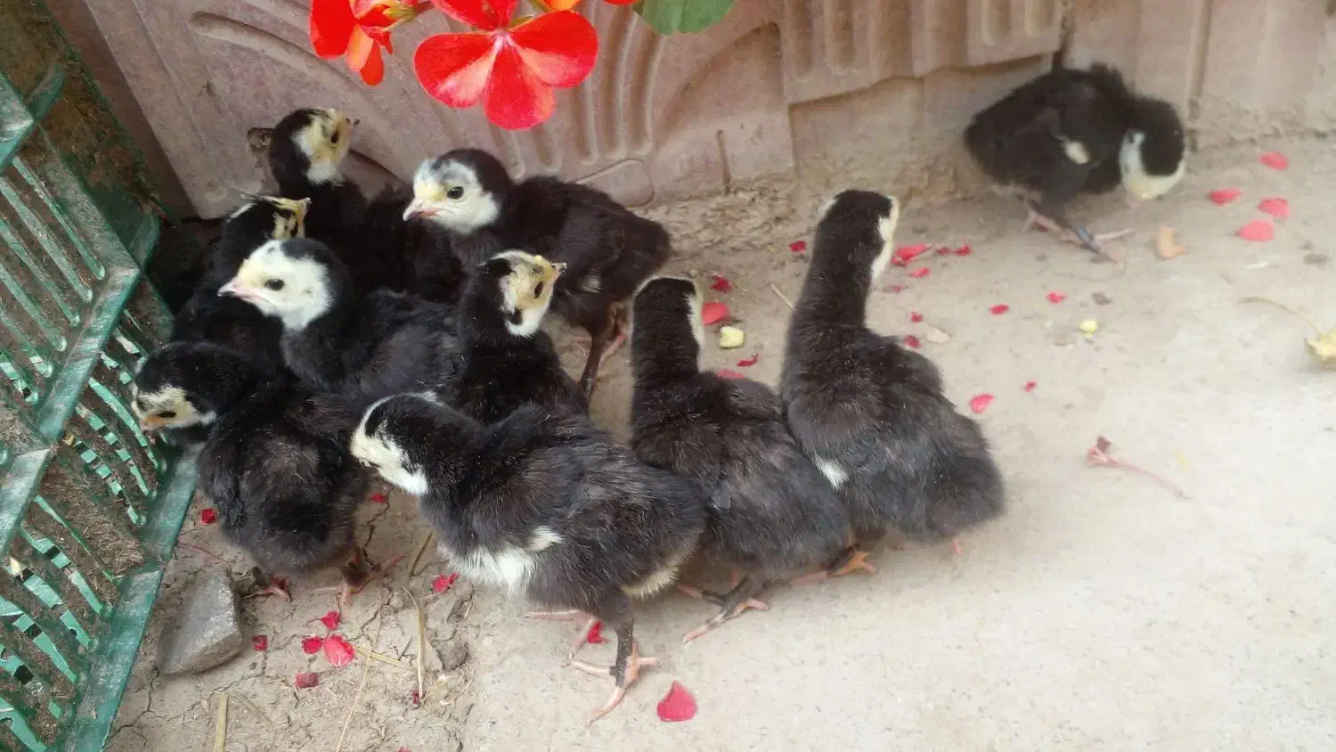 جوجه غاز و جوجه بوقلمون محلی مشکی|حیوانات مزرعه|گلوگاه بابل (گلیا), |دیوار