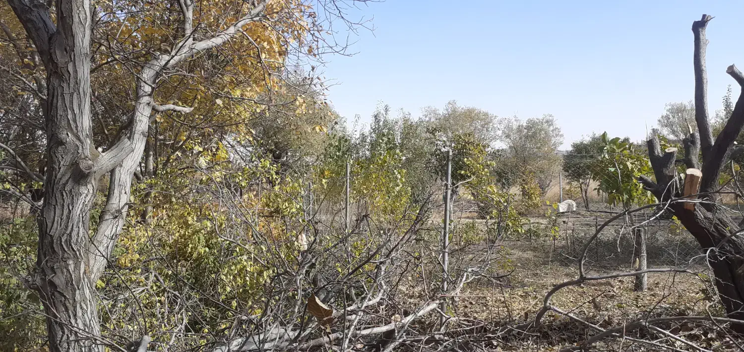 فروش چوب بریده شده  گردو|عمده‌فروشی|قیدار, |دیوار