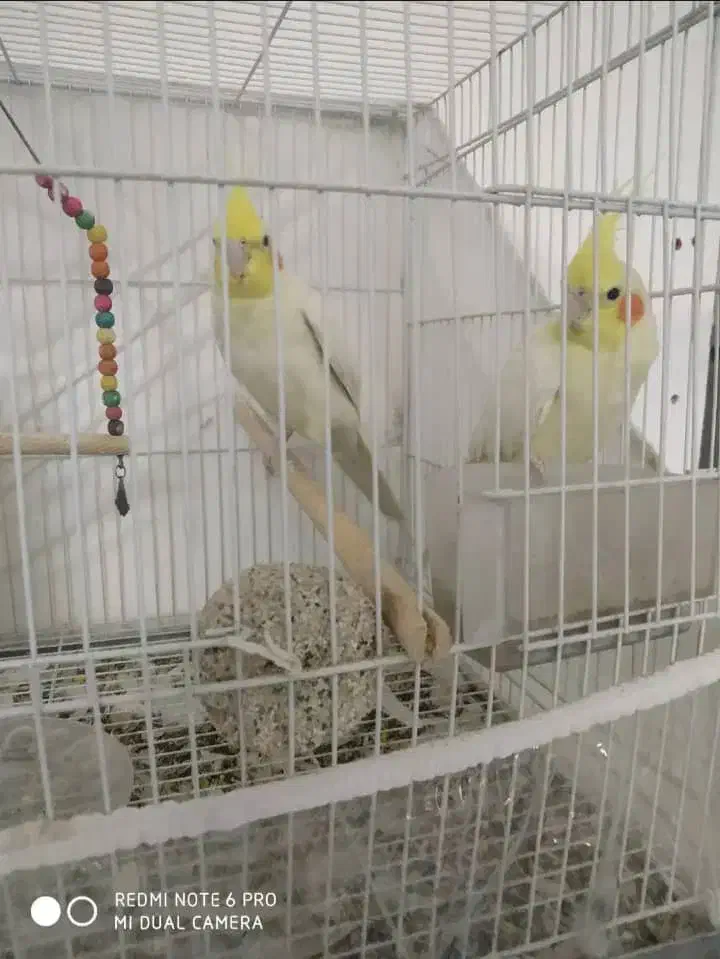 عروس هلندی لیتینو رو تخم|پرنده|خاش, |دیوار