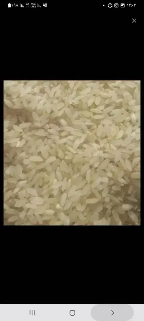 برنج کامفیروزی|خوردنی و آشامیدنی|کر, |دیوار