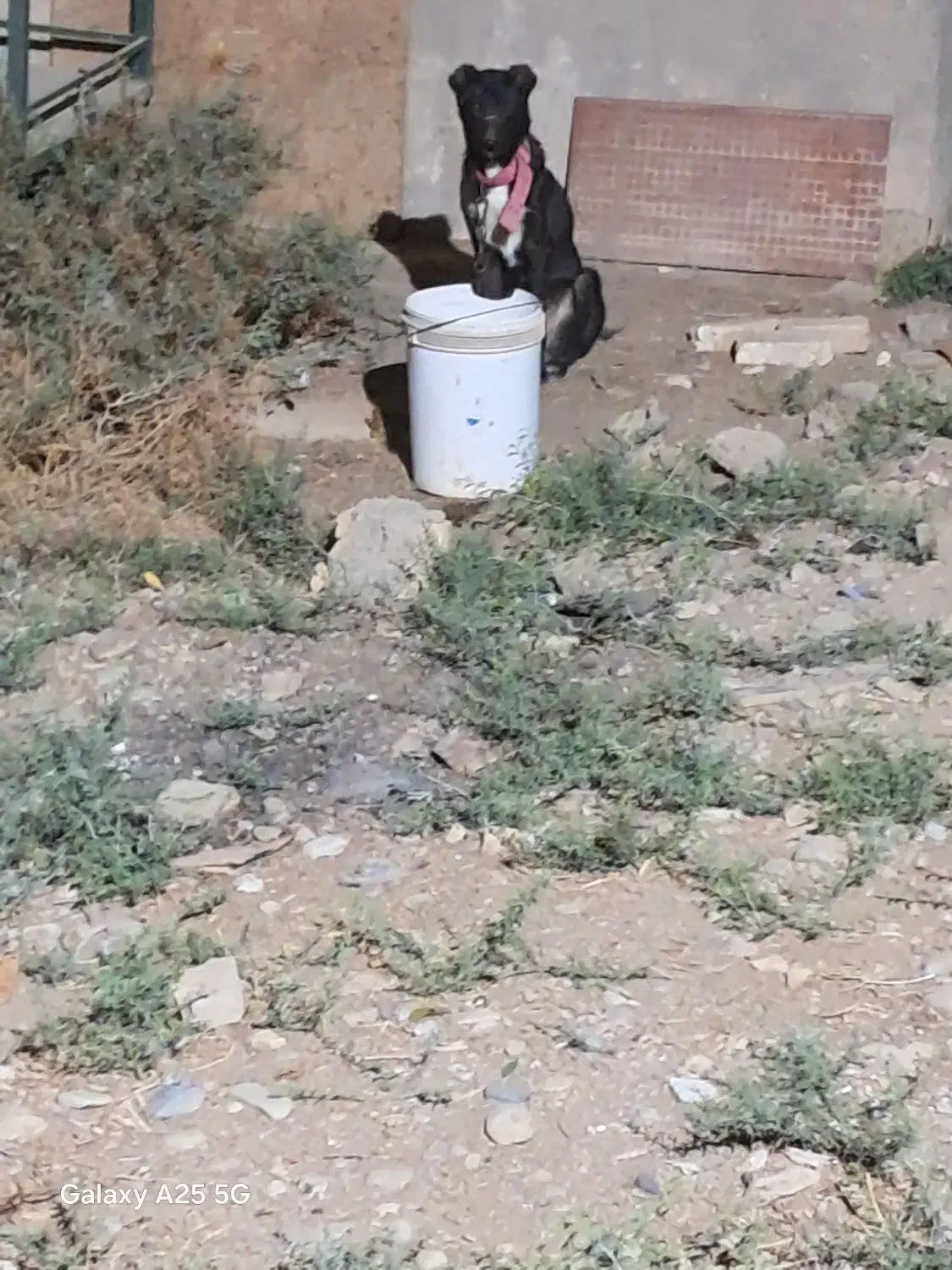 سگ نگهبان|سگ|جوادآباد, |دیوار