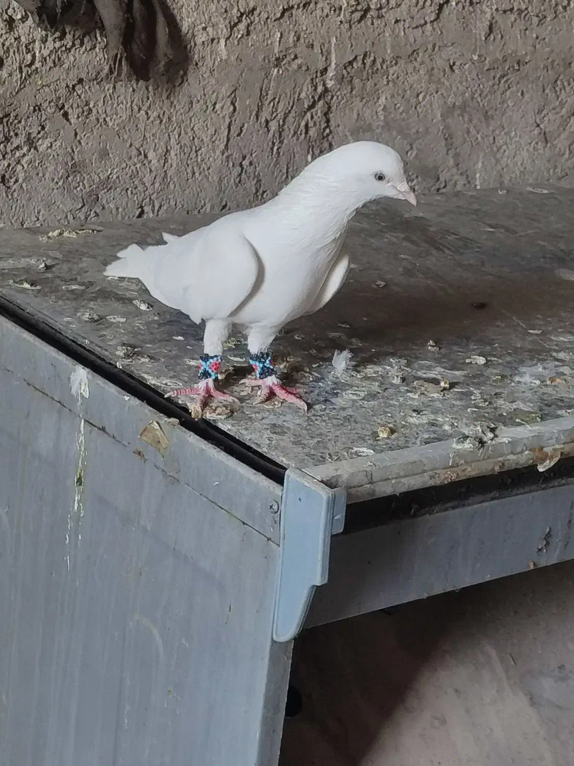 جفت سفید|پرنده|ایرانشهر, |دیوار