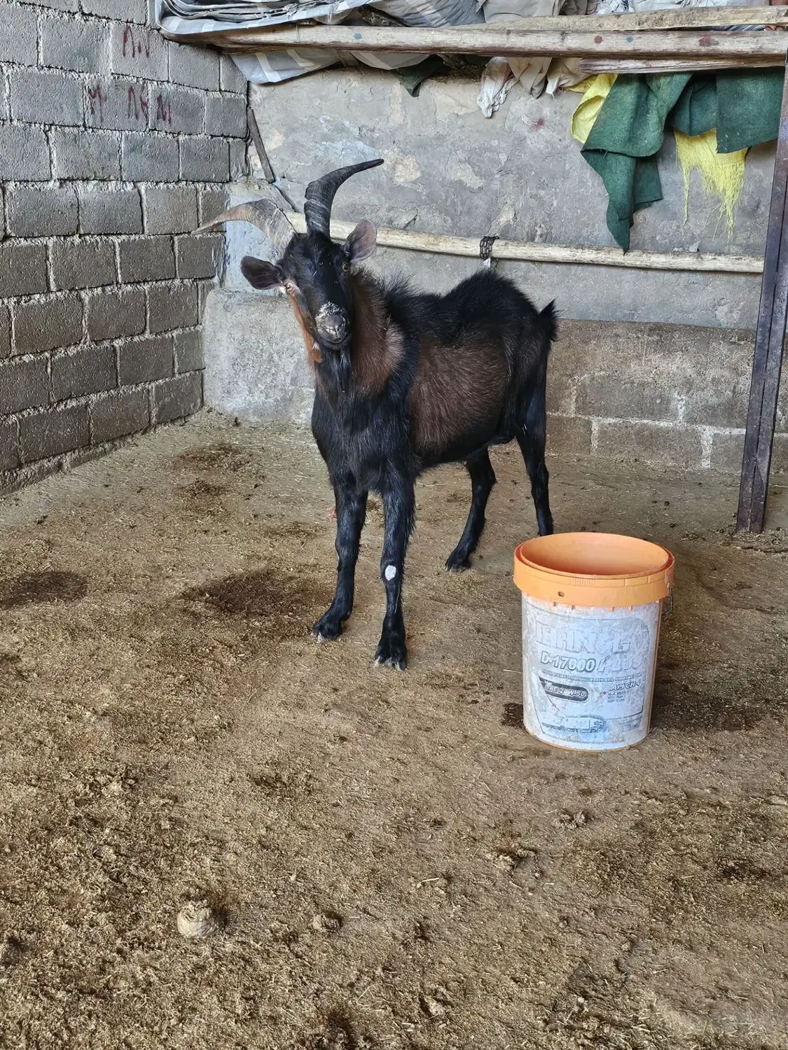 نربز یک ساله نژاد دار آلپاین|حیوانات مزرعه|کوهدشت, |دیوار