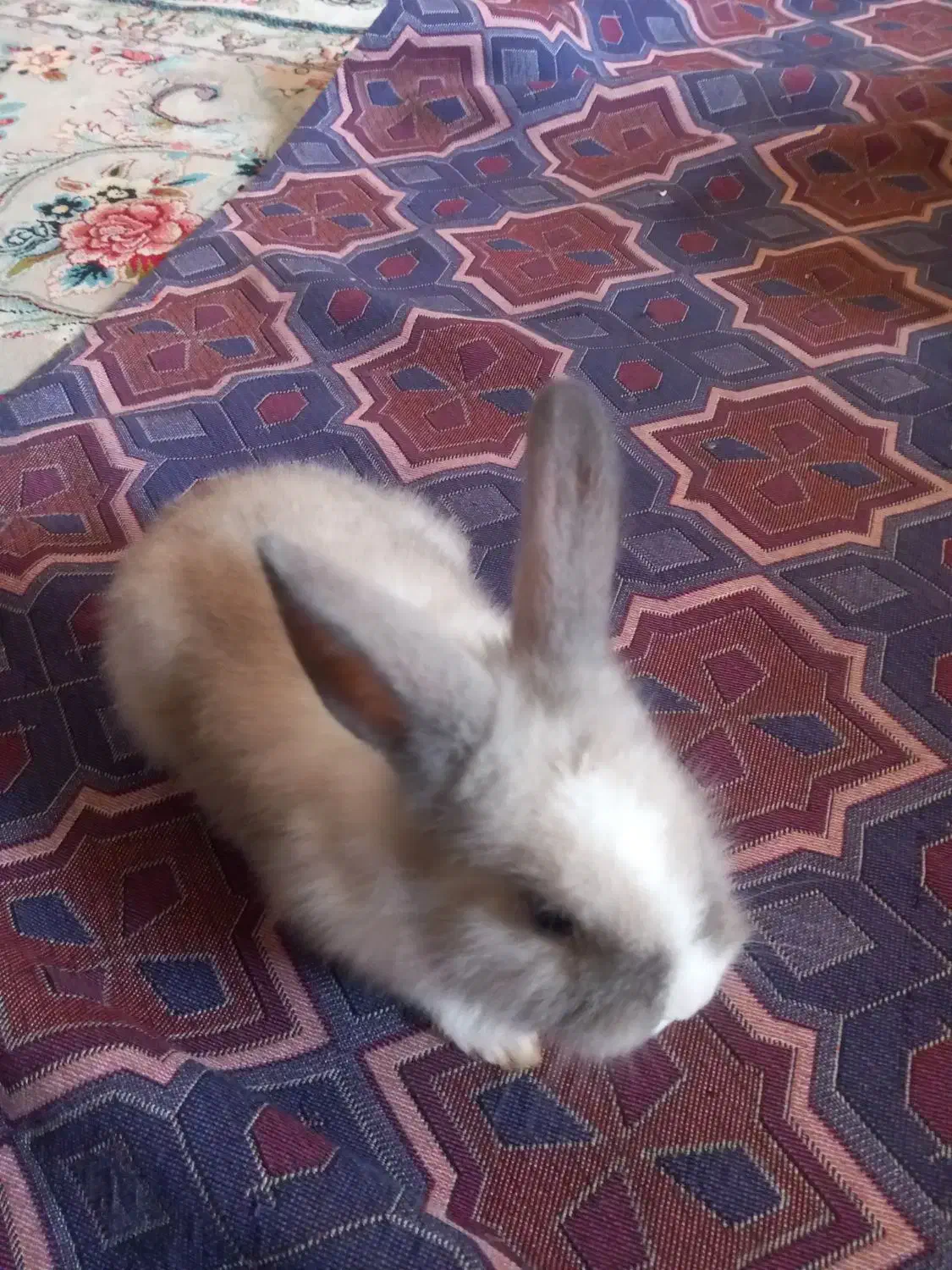 خرگوش|موش و خرگوش|تربت جام, جامی|دیوار