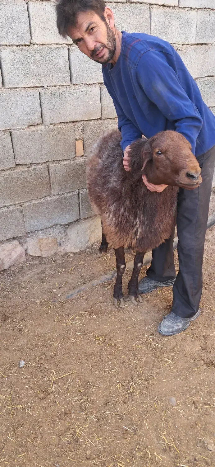 قوچ همو|حیوانات مزرعه|چاپشلو, |دیوار