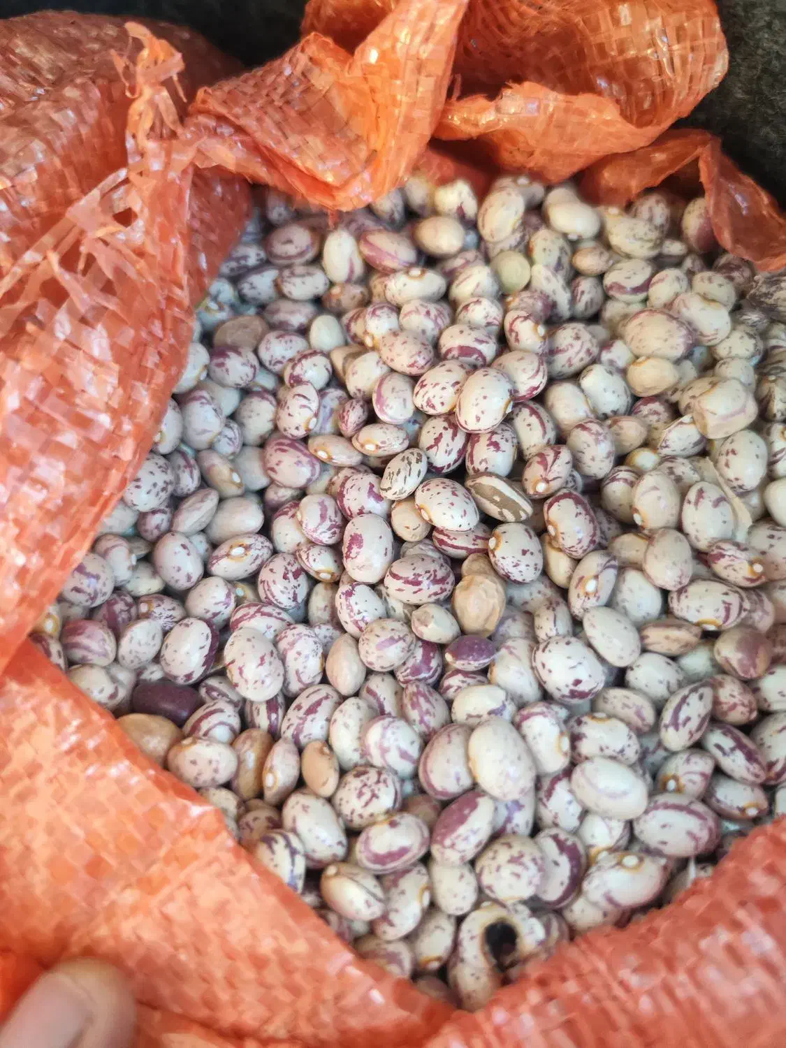 لوبیا چیتی|عمده‌فروشی|شیراز, شهرک قمشه|دیوار