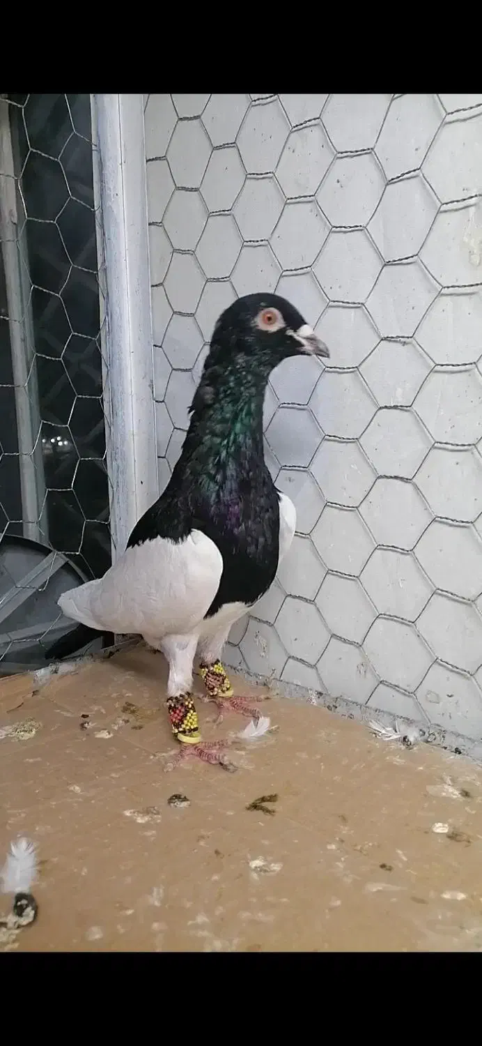 کفتر طوقی|پرنده|فریمان, |دیوار