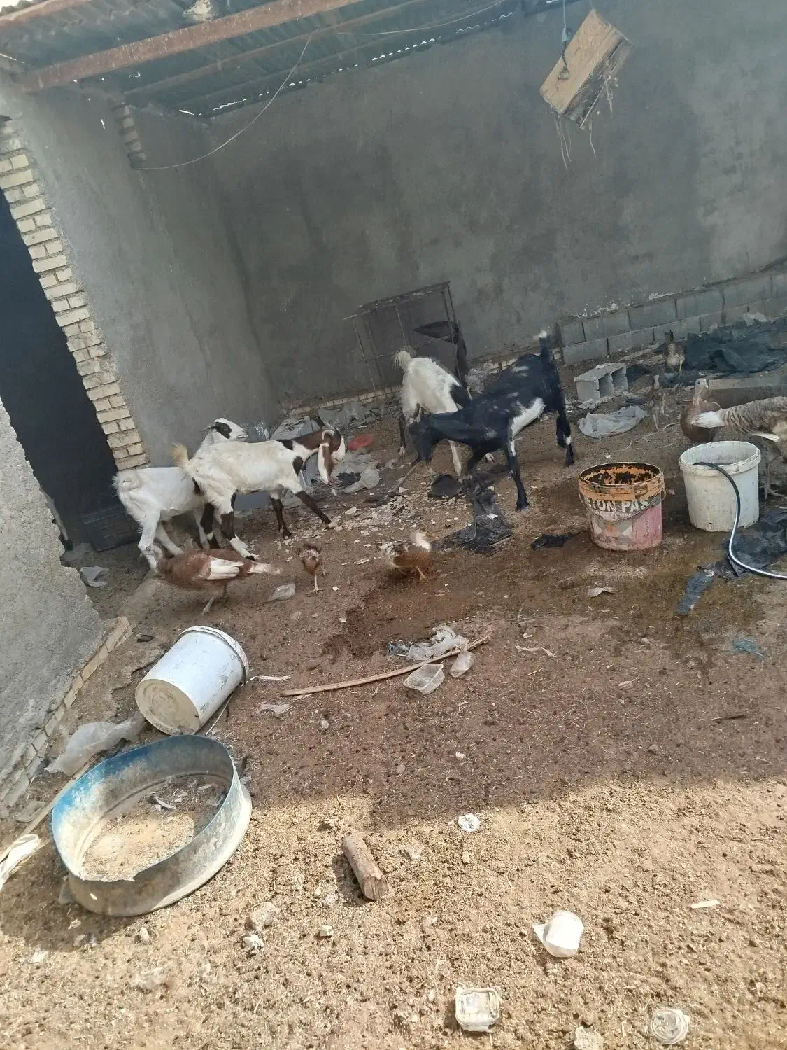 بز ماده|حیوانات مزرعه|بندر ماهشهر, |دیوار