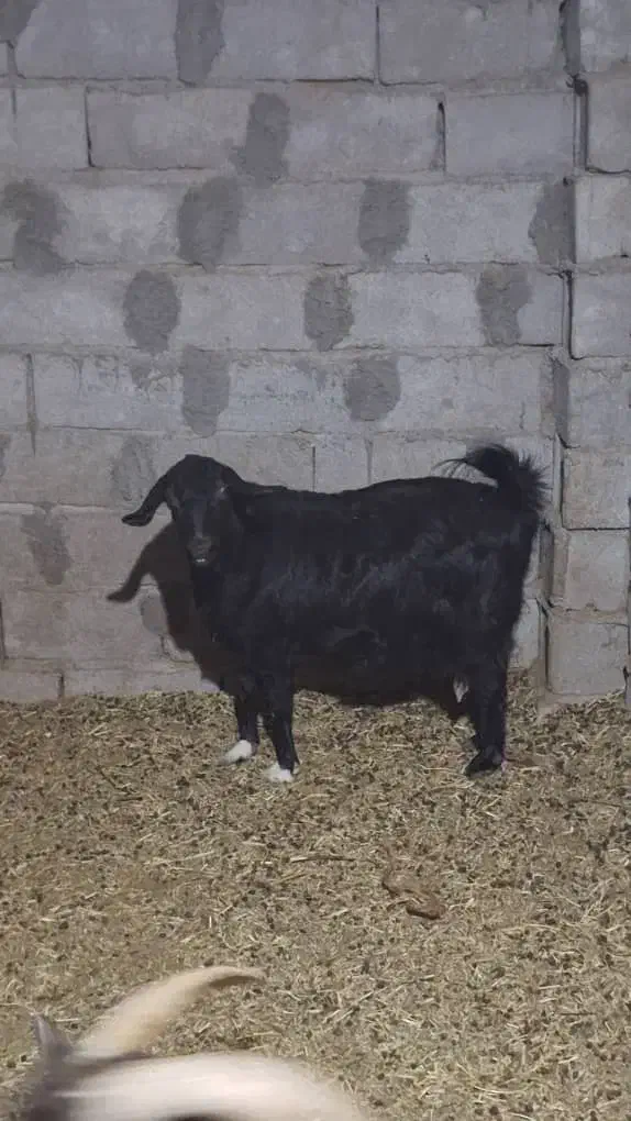 بز دوقلوزا چهار ماهه|حیوانات مزرعه|بم, |دیوار