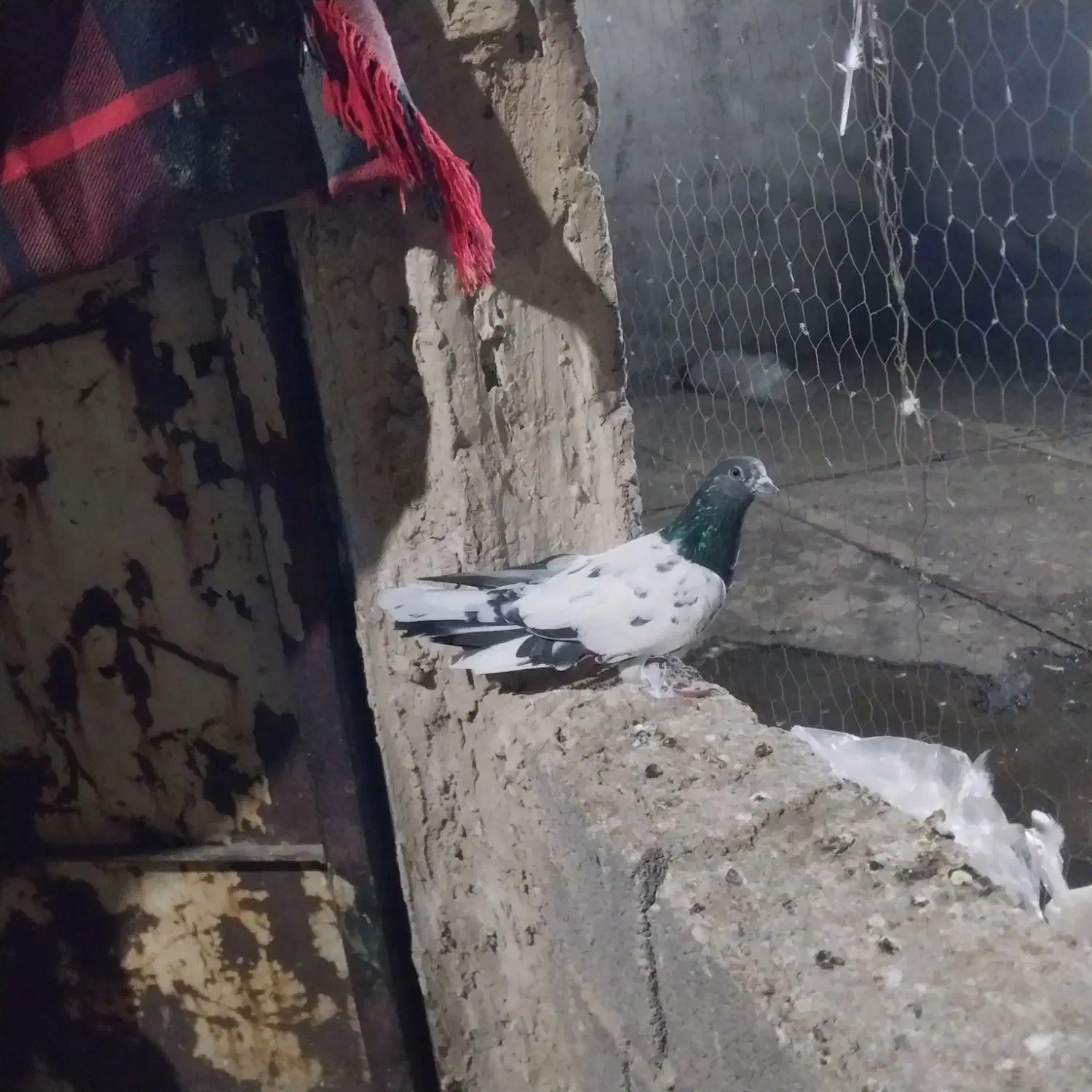 کفتر پرشی|پرنده|شهریار, شهرک وائین|دیوار