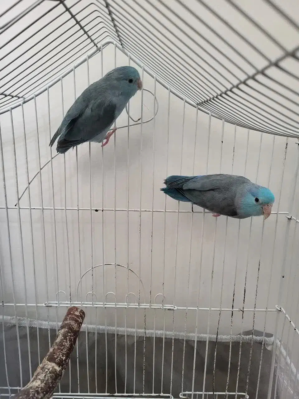 طوطی پروتلت|پرنده|تهران, منیریه|دیوار