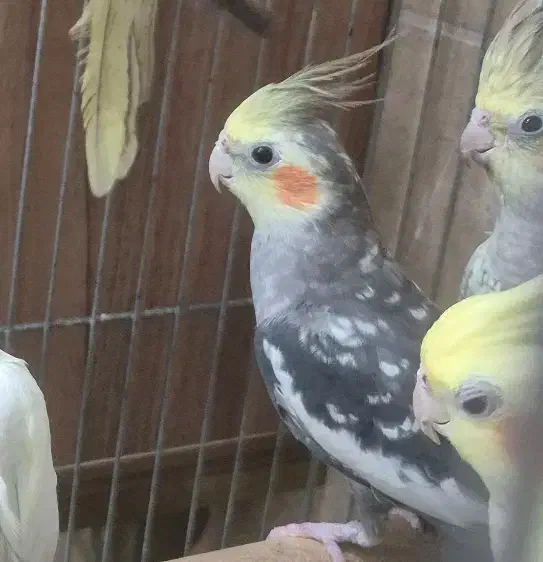 عروس هلندی های ماده|پرنده|قم, شاه سید علی|دیوار