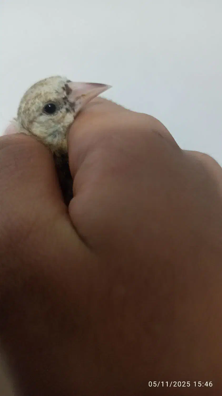 یک عدد جوجه سهره نر انتیک|پرنده|یاسوج, |دیوار