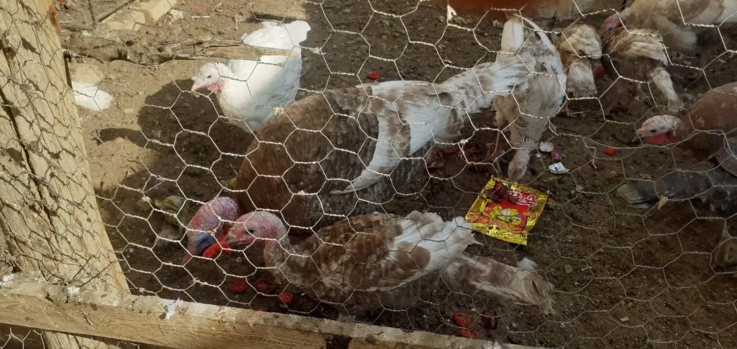 بوقلمون|حیوانات مزرعه|تاکستان, |دیوار