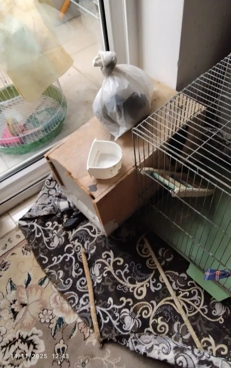 عروس هلندی جفت دوساله|پرنده|نکا, |دیوار