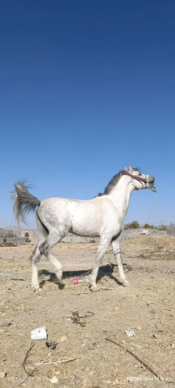 اسب سفید|اسب و تجهیزات اسبسواری|خرمآباد, |دیوار