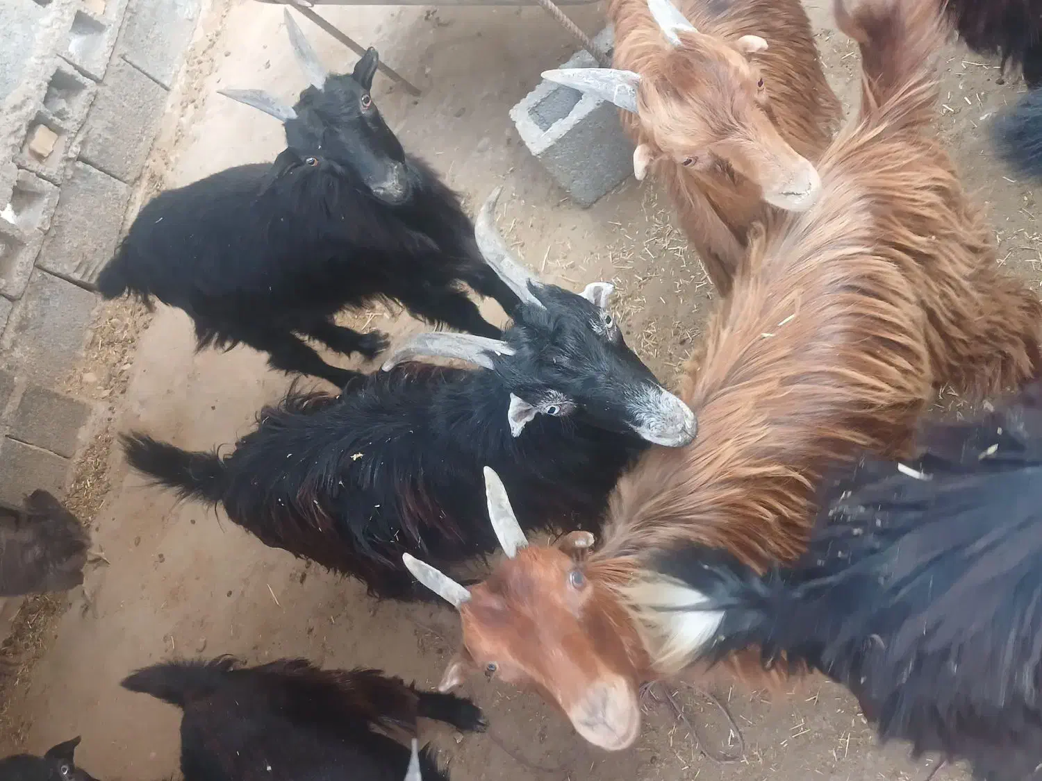 کهره نر و ماده|حیوانات مزرعه|بندر گناوه, |دیوار