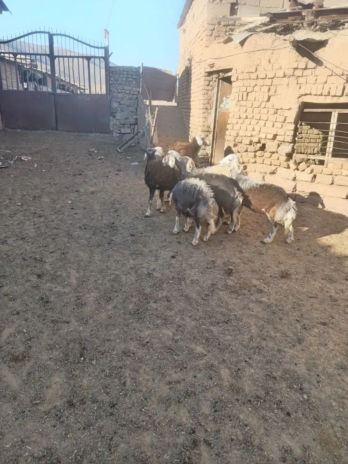 بره ماده چال|حیوانات مزرعه|جلگه رخ, |دیوار