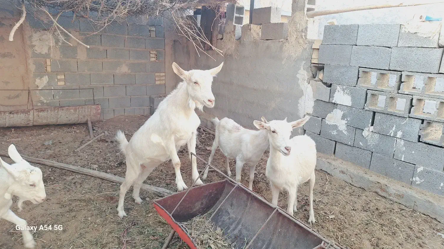 میش بز سانن گوسفند|حیوانات مزرعه|بهمن, |دیوار