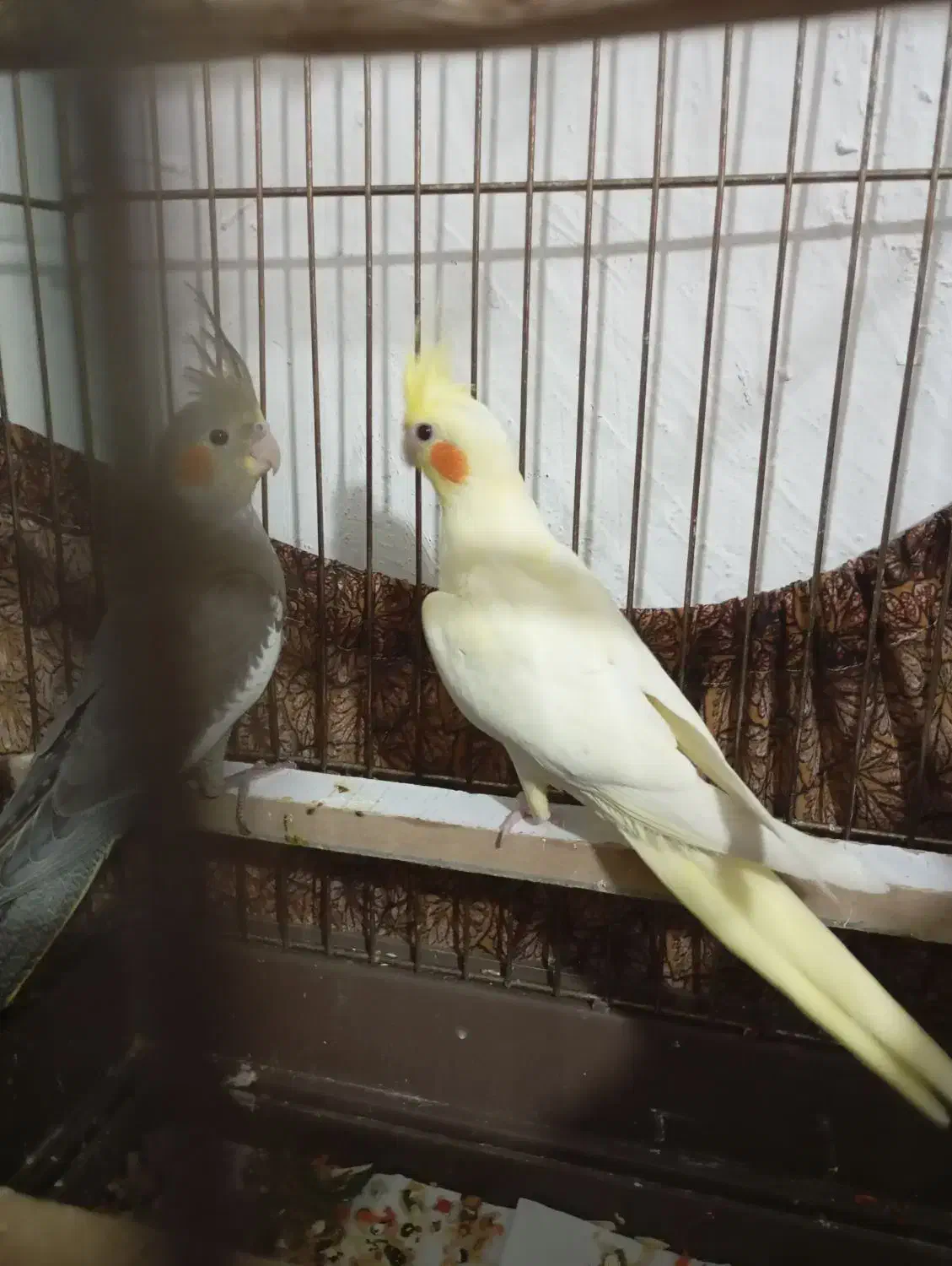 عروس هلندی لوتینو سالم و سرحال|پرنده|بوکان, |دیوار