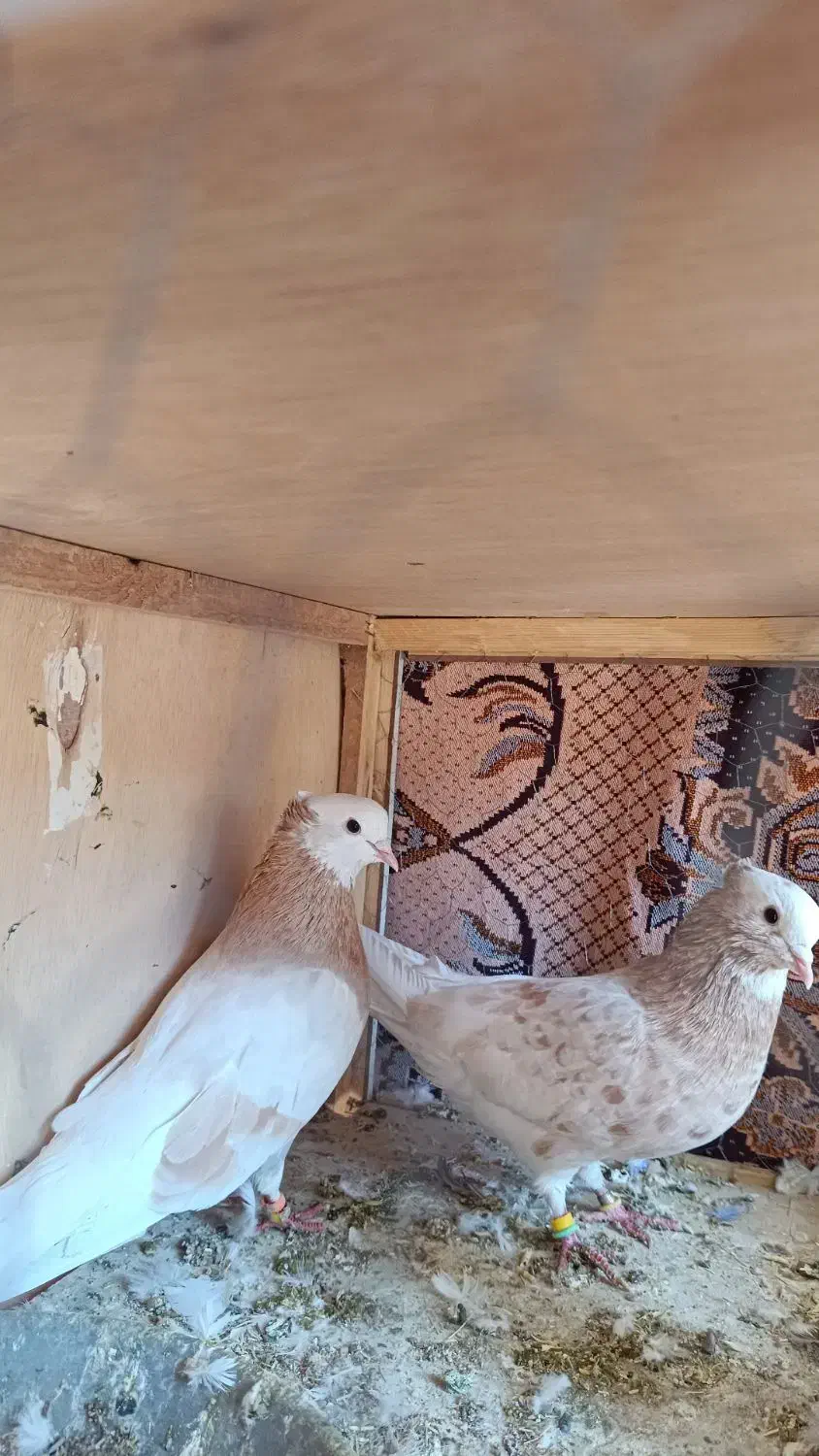 یه جفت شازده هما پرشی عالی  همه چیز تموم|پرنده|ماهنشان, |دیوار