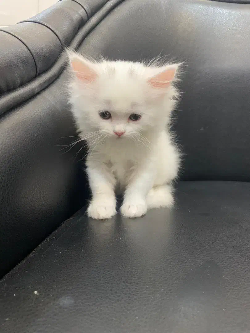 گربه پرشین سفید|گربه|یاسوج, |دیوار