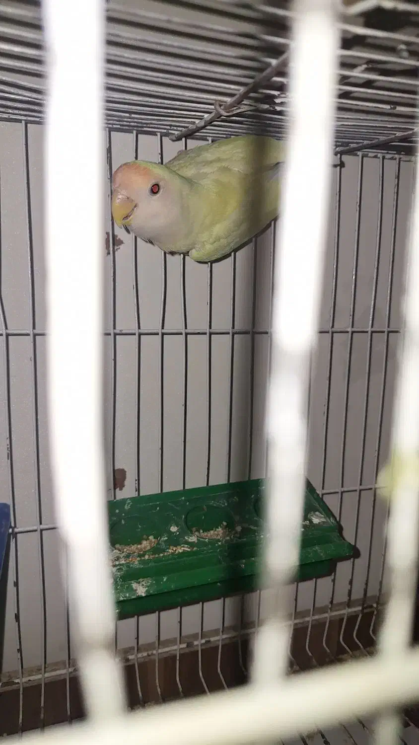 کوتوله برزیلی|پرنده|مشهد, امیریه|دیوار