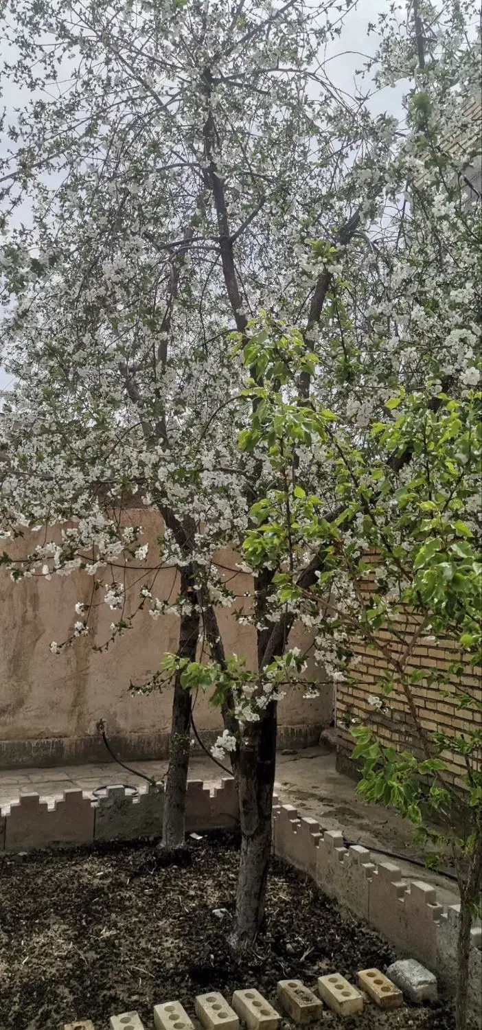 خانه ویلایی|فروش خانه و ویلا|چناران, |دیوار