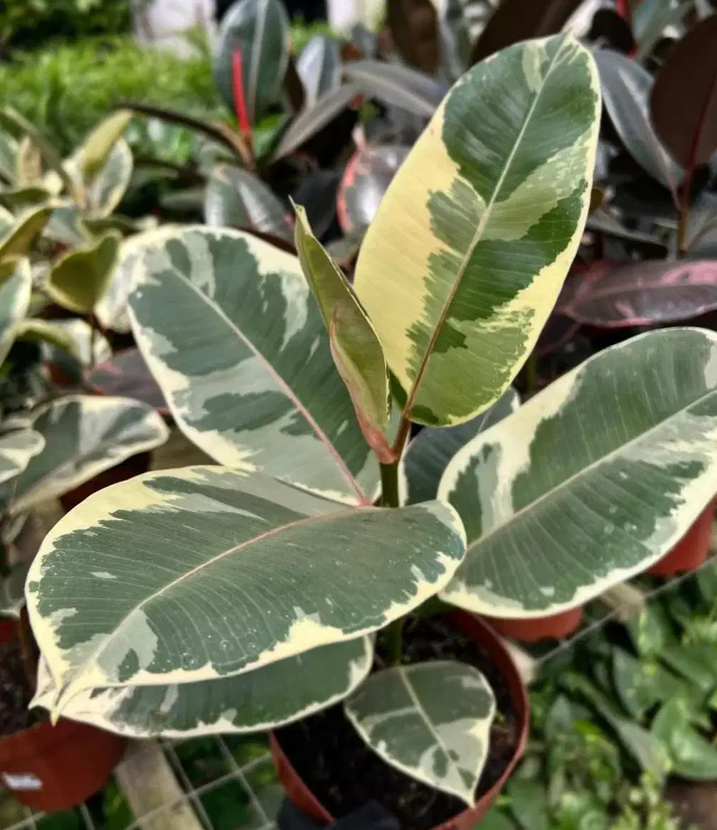 کار در گلفروشی|فعالیت داوطلبانه|ایلام, |دیوار