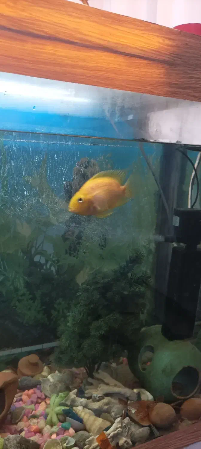 فروش اکواریوم بزرگ با ماهی و کلی لوازم همراه|ماهی|بندر انزلی, بی بی حوریه|دیوار