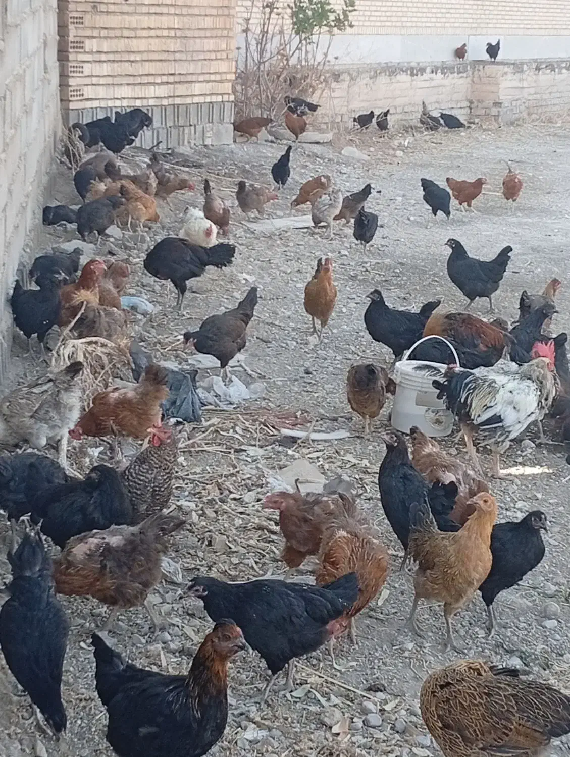 مرغ و خروس|حیوانات مزرعه|سیدان, |دیوار