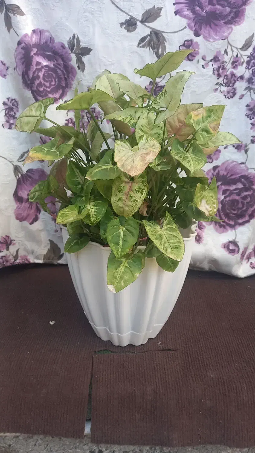 گل سنگنیوم|گل و گیاه طبیعی|رشت, استقامت ۲|دیوار