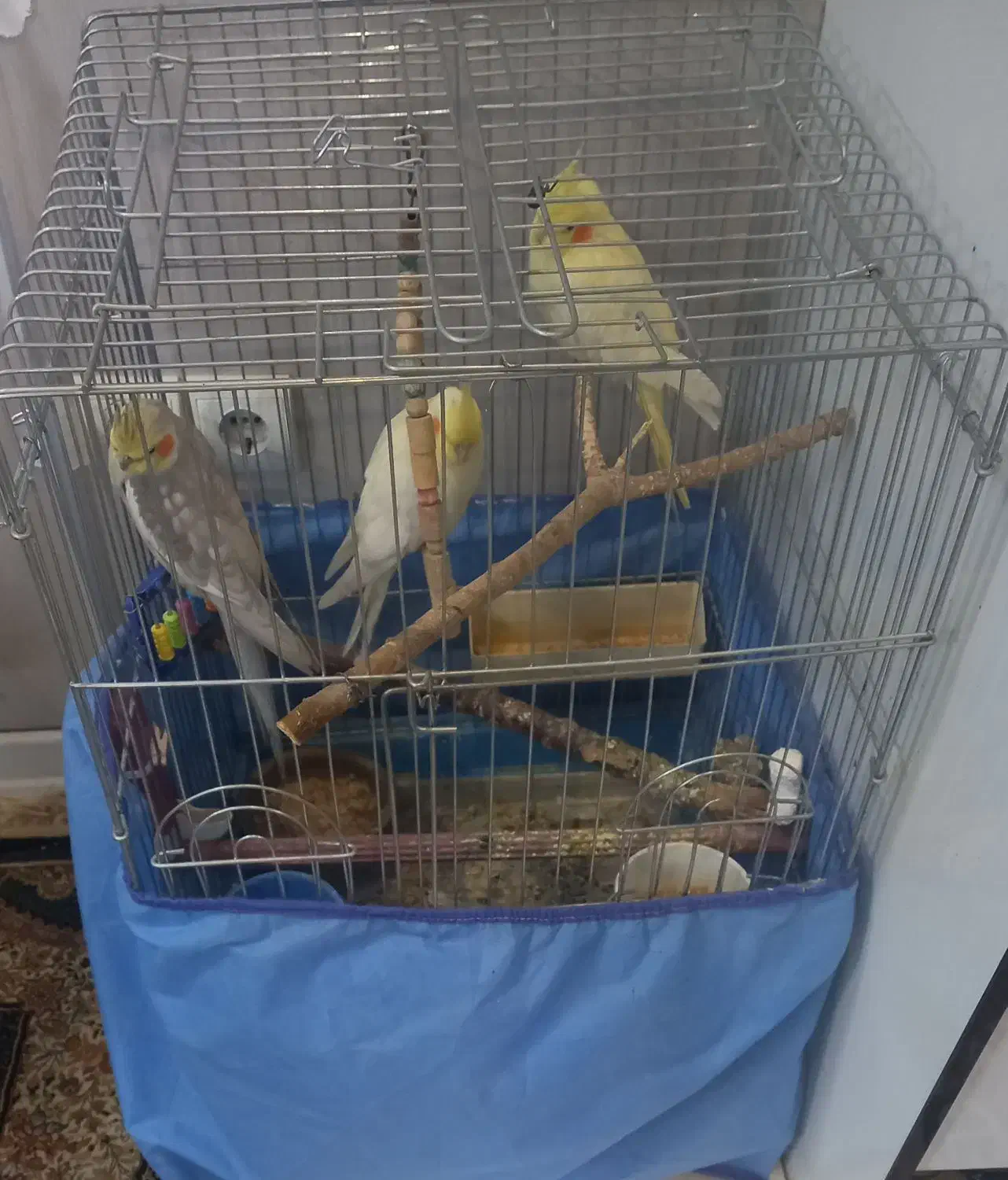 ۳عددعروس هلندی|پرنده|همدان, |دیوار