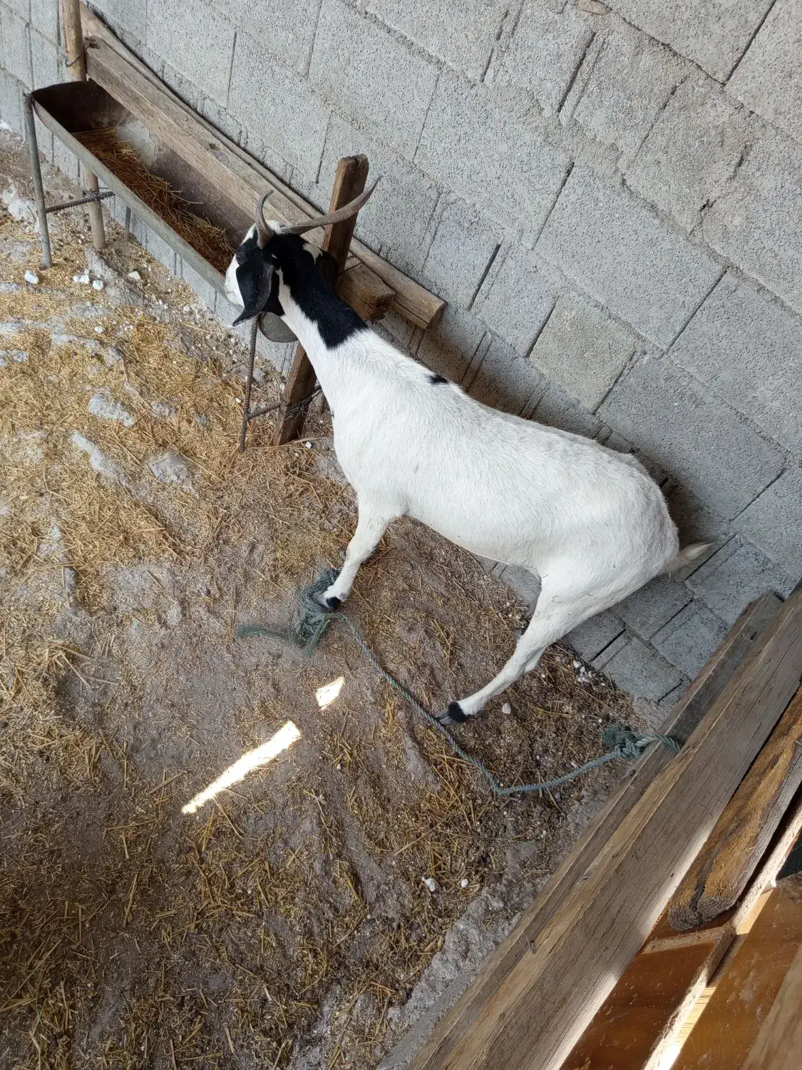 بز بعر|حیوانات مزرعه|وحدتیه, |دیوار