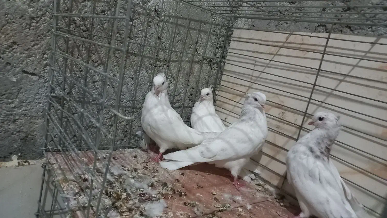 مفلق چشمو نوک سفید نوک ریز|پرنده|خمینیشهر, |دیوار