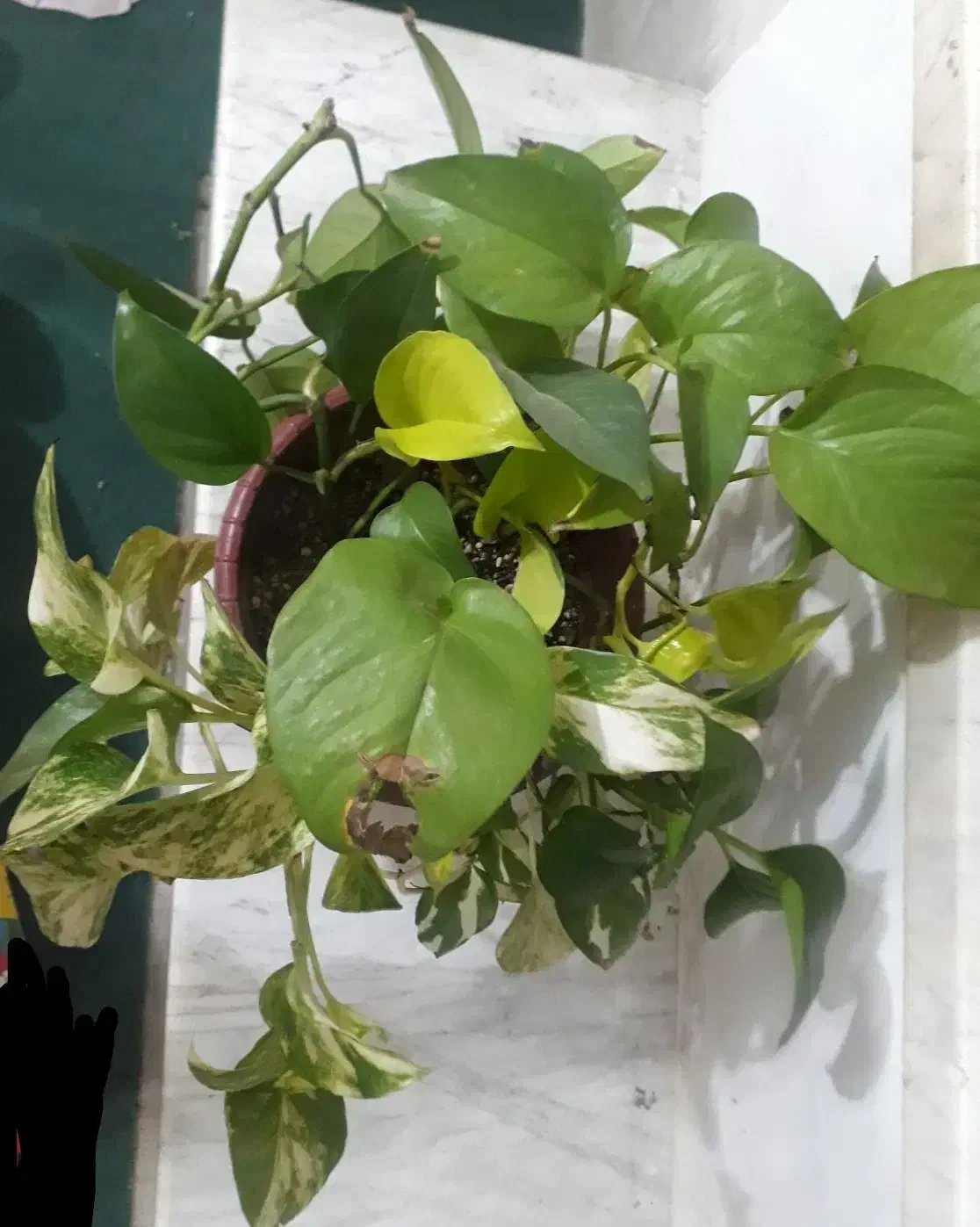 هدیه روز مادر|گل و گیاه طبیعی|نجفآباد, جعفرآباد|دیوار