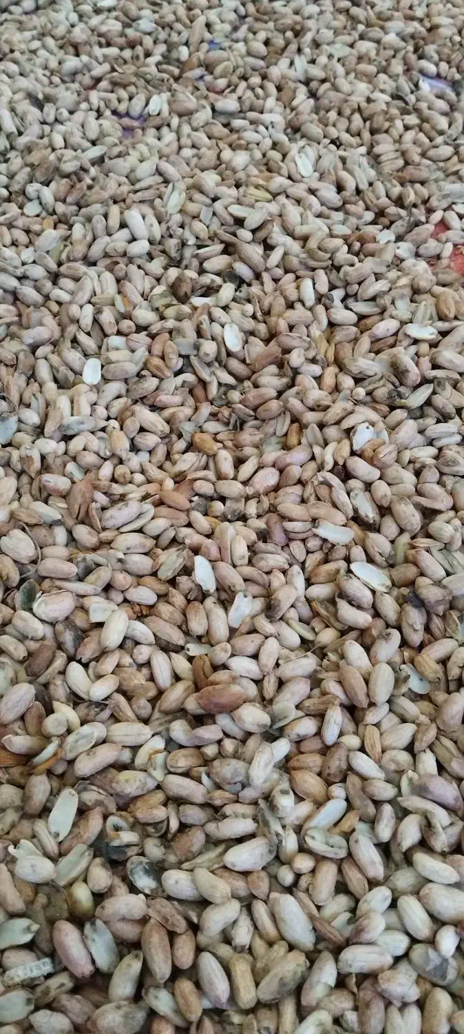 بادام زیرسرندی مخصوص کره گیری|خوردنی و آشامیدنی|پارس‌آباد, |دیوار