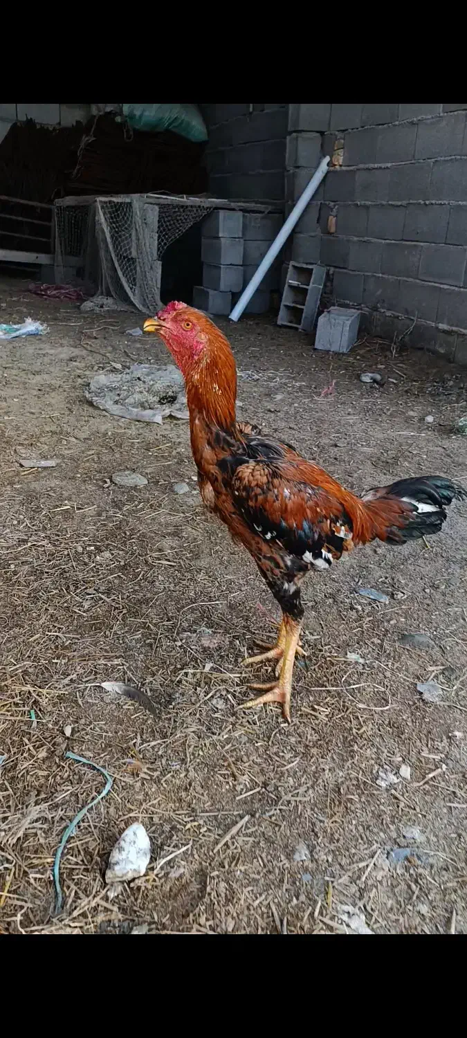 خروس لاری|حیوانات مزرعه|گمیشان, |دیوار