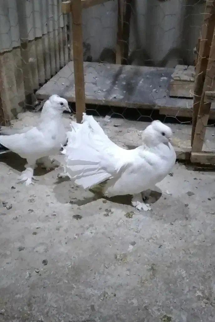 کبوتر تزیینی|پرنده|ری, شهید بهشتی|دیوار