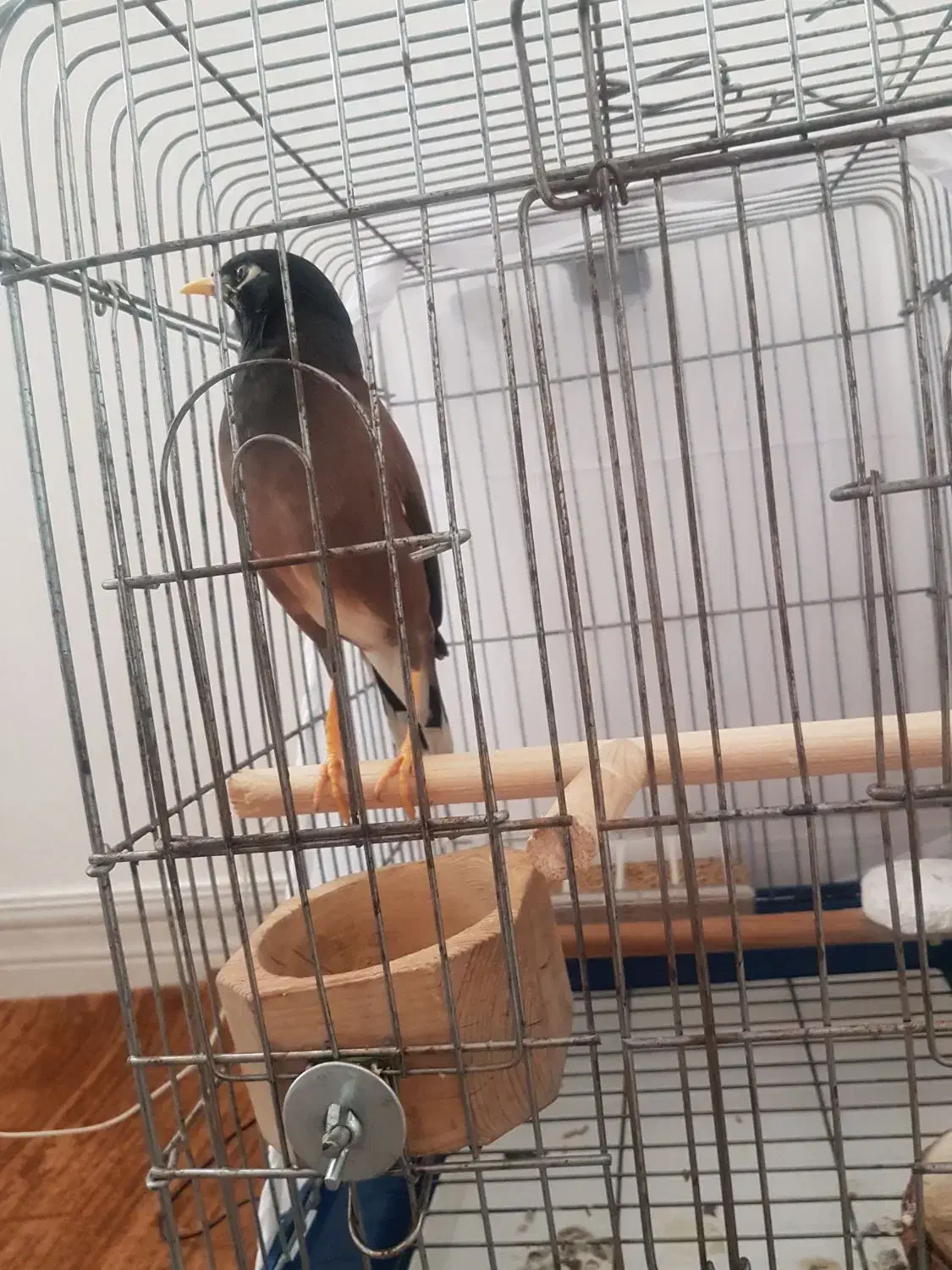 میناسخنگووراج|پرنده|قصرشیرین, |دیوار