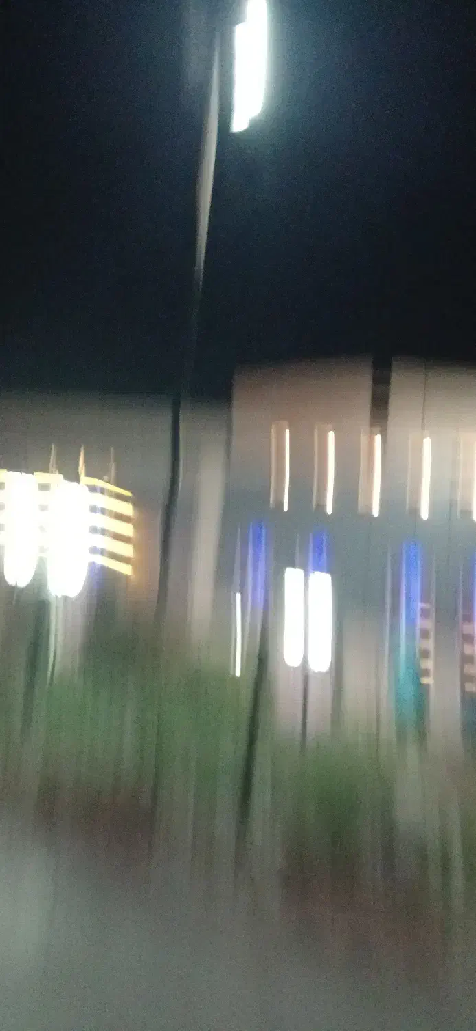 گربه|گربه|رفسنجان, |دیوار