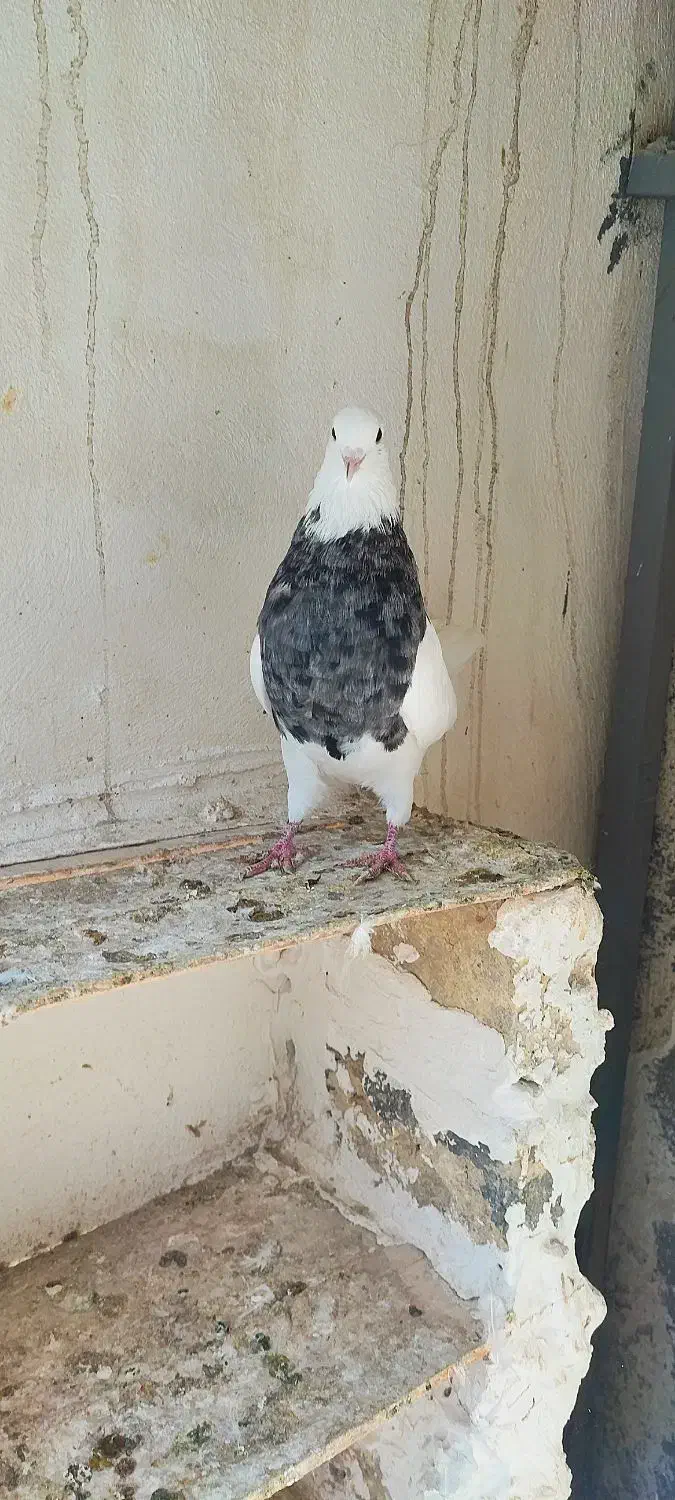 کبوتر طوقی|پرنده|گنبد کاووس, |دیوار