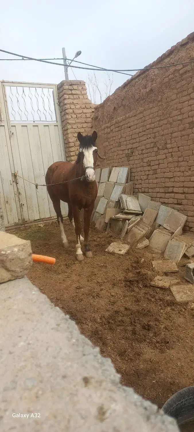 کره اسب مادیان|اسب و تجهیزات اسبسواری|مشهد, كنويست|دیوار